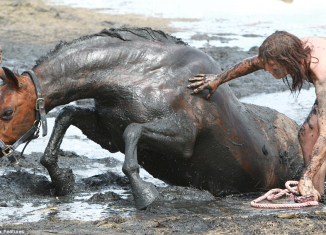 Exhausted and mud-splattered, Nicole Graham clung to her trapped horse Astro for three hours keeping his head high in a race against the tide