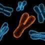 Men inherit heart disease from their fathers via chromosome Y