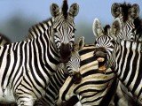 How zebras evolved their characteristic black-and-white stripes has been a long time subject of debate among scientists