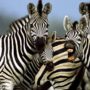How zebras evolved their black-and-white stripes? They keep away blood-sucking flies, say scientists