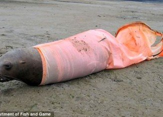 In one of the more gruesome images released by the Alaska Department of Fish and Game a dead sea lion can be seen pinned by her flippers in a windsock, which led to her drowning