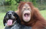 In the study, the dogs did better than the chimps, despite the chimpanzee’s brain being the more similar to the human brain