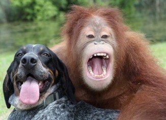 In the study, the dogs did better than the chimps, despite the chimpanzee’s brain being the more similar to the human brain