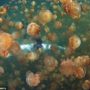 Jellyfish Lake: the only place in the world where tourists can safely swim with 8 million jellyfish