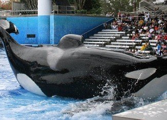 PETA says the killer whales are treated like slaves for being forced to live in tanks and perform daily at the SeaWorld parks in California and Florida
