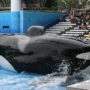 Five killer whales named as plaintiffs in a lawsuit against SeaWorld