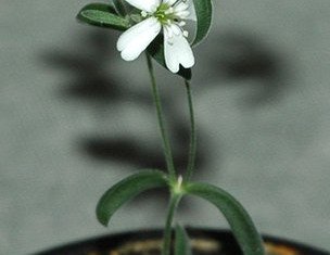 Russian scientists have grown plants from fruit stored away in permafrost by squirrels over 30,000 years ago