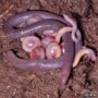 Caecilians, the most enigmatic branch of amphibians, found in India