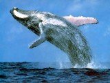 Sea researchers have found that noise from ships causes a high level of stress for whales nearby