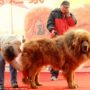 Tibetan Mastiff sold for $1.6 million in China. One of the world’s most expensive dogs.