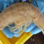 “Supergiant” amphipod found in the waters of Kermadec Trench in New Zealand