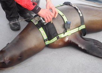 Trained Steller sea lions took part in a Canadian experiment designed to find out why the species is dying out