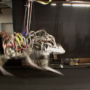 Four-legged robot Cheetah set a new world speed record