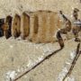 Giant fleas from Middle Jurassic unearthed in China