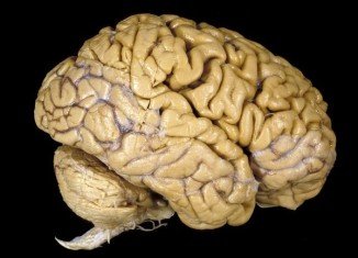 Human brain actually has 86 billion neurons, not 100 billion, as previously thought, according to a Brazilian neuroscientist