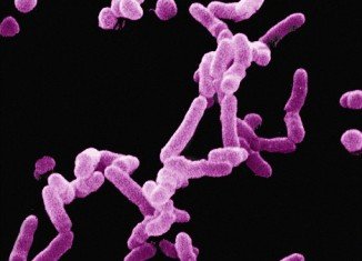 Maryland NIMH launches a new study to see if there is a link between Streptococcus bacteria and a condition called Pediatric Acute-onset Neuropsychiatric Syndrome (PANS)
