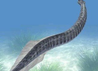 Pikaia gracilens, a two-inch-long worm-like sea creature, is the earliest-known animal to have the beginnings of a backbone, according to Cambridge University scientists