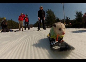 Ratatouille is an opossum occasionally seen riding his little snowboard at the Liberty Ski Resort in Emmitsburg, Pennsylvania