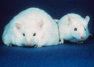 Researchers at Georgetown University Medical Center have found that a mutation in a particular gene can lead to obesity