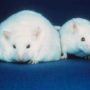 Gene mutation can lead to obesity, mice experiments revealed