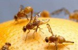 Scientists have discovered that male fruit flies that have been rejected by females drink significantly more alcohol than those that have mated freely