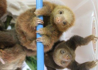 Sloths of Costa Rica are the new internet sensation, after appearing in a documentary by Lucy Cooke