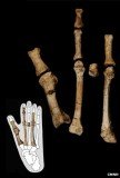 The fossilized bones of a foot were discovered in Ethiopia and dated to be 3.4 million years