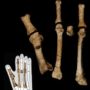 Fossilized foot bones discovered in Ethiopia give new insight into human evolution and ability to walk
