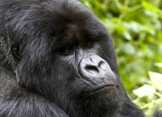 The last of the Great Apes genome has been sequenced after a British research team in Cambridge has deciphered the genetic code of the gorilla
