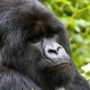 Humans are more similar to gorillas than previously thought, say scientists