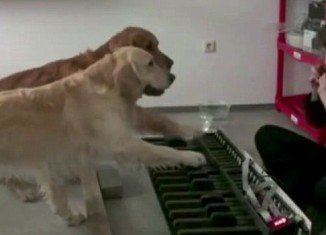 The musical dogs enthusiastically play The Flea Waltz on an over-sized keyboard
