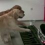 Two golden retrievers playing The Flea Waltz on a keyboard became viral on YouTube
