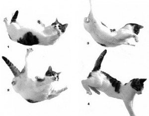 Veterinarians and biologists say that cats' remarkable ability to survive falls from great heights is a simple and predictable matter of physics, evolutionary biology, and physiology
