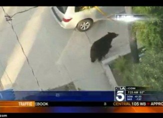 A TV helicopter crew in California managed to capture the image of a man who was using his mobile phone and walking into the path of a 500 lb black bear