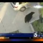 Man sending text on the street walks into a bear