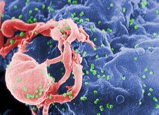Human stem cells can be genetically engineered into “warrior” cells that fight HIV and can attack HIV-infected cells inside a tissue