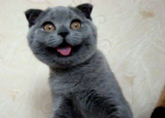 Ksenia, a Scottish Fold feline from Russia, is what thousands of internet users are calling the world's cutest cat