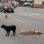 Maggie, the loyal Labrador retriever who guarded her fatally struck friend in LA traffic