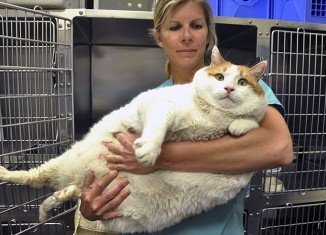 Meow is 2 years old and tips the scale at nearly 40 pounds