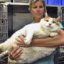 Meet Meow, the 40-pound super-sized cat