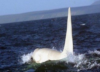Russian scientists have made what they believe to be the first sighting of an adult white orca, also known as killer whale