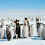Emperor penguins number is double than previously thought as they are counted from space