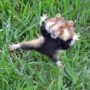 Kung Fu Guinea Pig incredible flying kick in dog attack