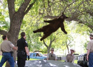 The wildlife officers tranquilized the bear while he was up in the branches and, after a short wait, the bear safely landed on his back