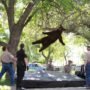Black bear falling 15 feet from tree after being tranquilized at University of Colorado-Boulder