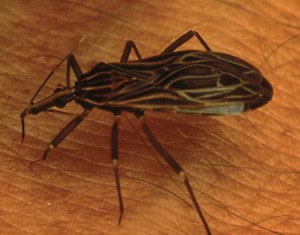 Chagas disease, a little-known illness caused by blood sucking insects, has been labeled the ”new AIDS of the Americas” by experts