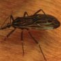 Chagas disease, a parasitic illness, is the new AIDS of the Americas, say experts
