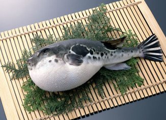 Fugu, or blowfish, a Japanese delicacy, is so poisonous that the smallest mistake in its preparation could be fatal