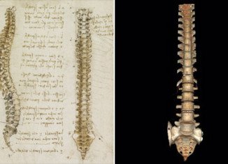 Leonardo da Vinci’ spinal column drawing is thought to be the first accurate depiction in history