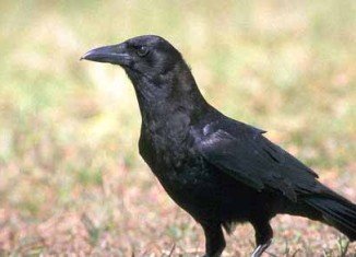Researchers have discovered that crows recognize familiar human voices and the calls of familiar birds from other species